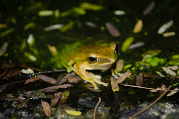 tree frog is yellow body ,like plant color