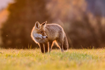 Cute Red Fox, Vulpes vulpes in fall forest. Beautiful animal in the nature habitat. Wildlife scene from the wild nature. Red fox running in orange autumn leaves