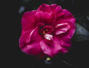 Spring Camelias in Cornwall.