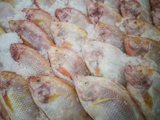 Fresh fish in the market