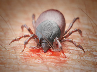 3d rendered illustration of a tick biting in human skin