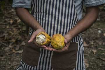 Cacao fruit, Fresh cocoa pod in hands,