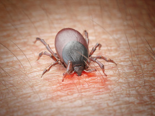 3d rendered illustration of a tick biting in human skin