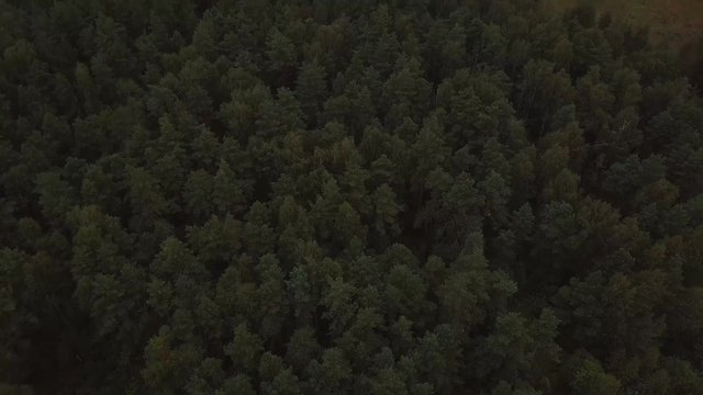 4K aerial of flying over a beautiful green forest in a rural landscape,