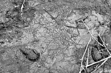 Branches imprinted in mud