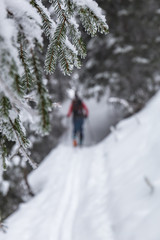 Skitour im Winter durch den Wald
