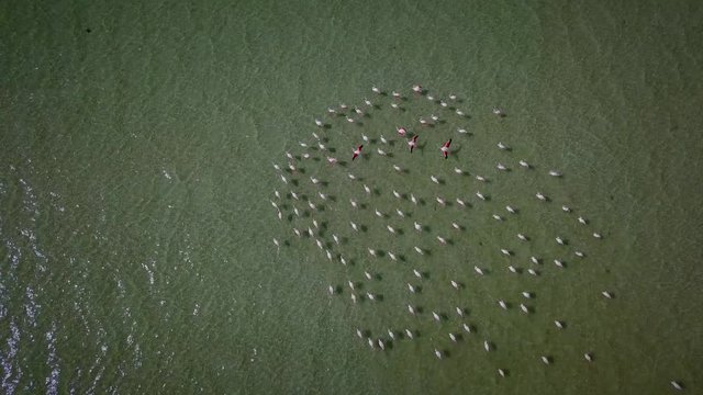 Aerial view of flamingos in West Coast National park, Cape Town, South Africa.