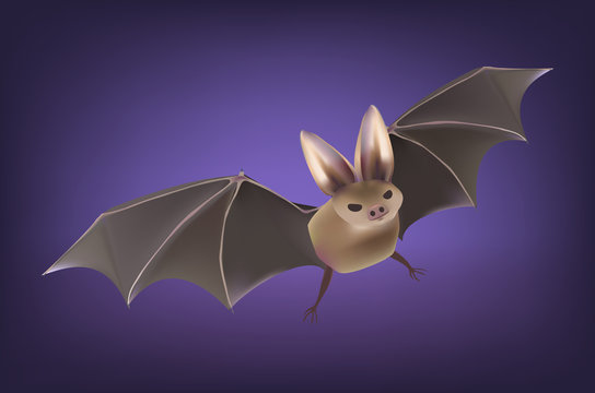 A halloween bat isolated on background