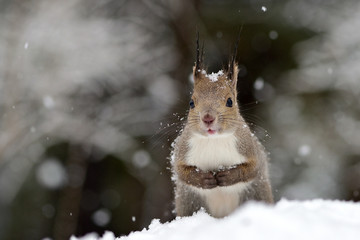 冬のエゾリス © mihiro_wildlife