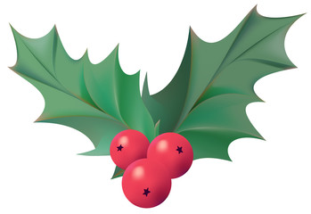 Illustration of holly plant