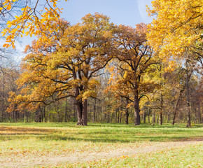 Fototapeta na wymiar Group of the old oaks in the autumn park