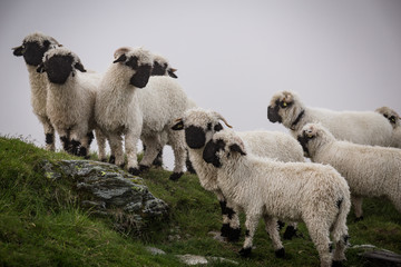 Eine Herde weißer Schafe am Berg