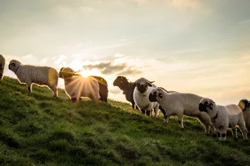 Photo sur Plexiglas Moutons Un troupeau de moutons au lever du soleil sur la montagne