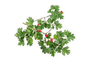 Branch of the hawthorn with fruits on a white background