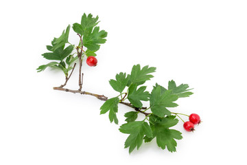 Branch of the hawthorn with fruits on a white background