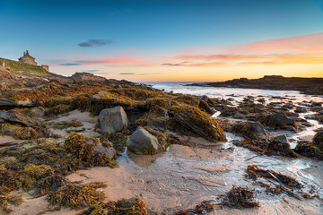 Fototapeta na wymiar Seaweed covered rocks on the beach at Howick Haven on the Northumberland coastline