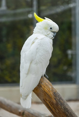 Sulphur-crested white Cockatoo parrot (Cacatua galerita)