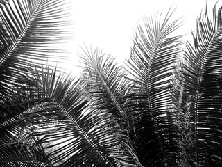 beautiful palms leaf on white background