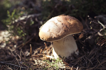 Boletus edulis