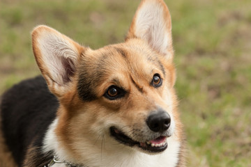 Obraz premium Cute dog portrait
