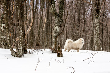 Samoyed dog outdoor.