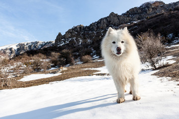 Samoyed dog outdoor.
