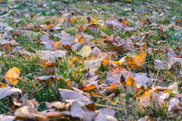 dried leaves closely photographed