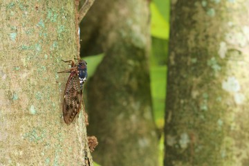 せみ　あぶらぜみ　みんみん蝉　夏　