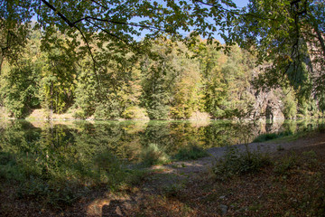 Fototapeta premium Beautiful autumnal forest on a sunny day