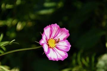 fleur butin&eacute;e