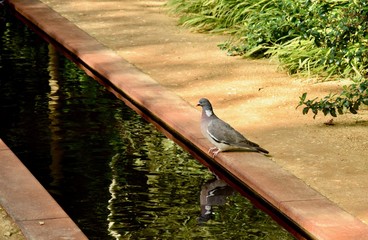 Pigeon au bord du bassin