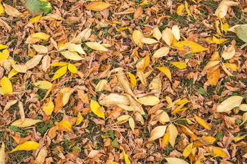 Background group autumn orange leaves