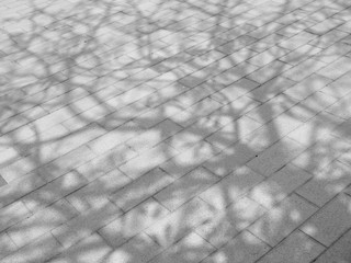 Tree shadow on tile floor