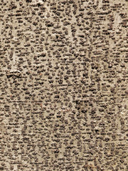 tree bark texture