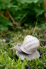 Weinbergschnecke