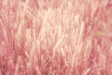 Colorful flowers grass made with gradient for background,Abstract,texture,Soft and Blurred style.postcard.