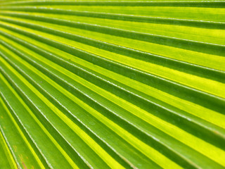Fototapeta premium Texture of Green palm Leaf