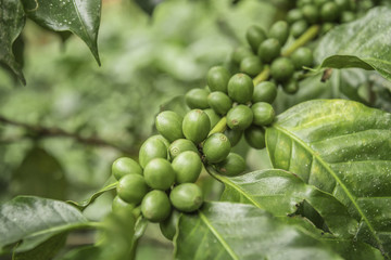 Coffee beans ripening on tree in North of thailand. fresh coffee cherry
