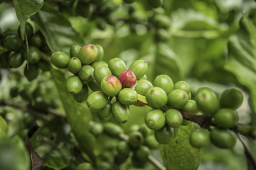 Coffee beans ripening on tree in North of thailand. fresh coffee cherry