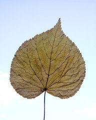 A transparent leaf with streaks is photographed close-up.