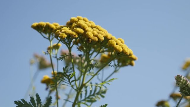 Tansy flower Tanacetum vulgare against blue sky 4K video