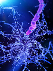 3d rendered medically accurate illustration of an human nerve cell