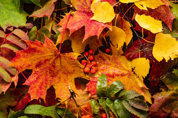 Background of autumn leaves. Autumn concept. Copy space.