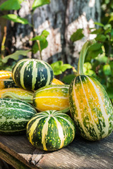 Small decorative pumpkins in the garden on a wooden bench for decorating an apartment or a house for a Halloween holiday