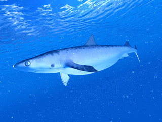 3d rendered illustration of a shark
