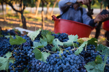 Vendemmia in Puglia