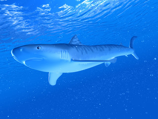 3d rendered illustration of a tiger shark