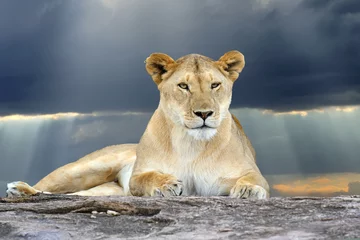 Crédence de cuisine en verre imprimé Lion Lion africain dans le parc Afrique du Sud