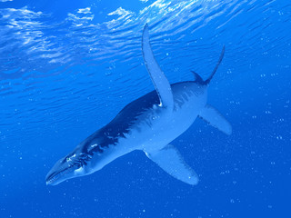 3d rendered illustration of a  Liopleurodon