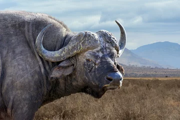 Afwasbaar Fotobehang Buffel Wilde Afrikaanse buffelstier